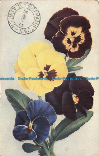 R676570 stiefmutterchen - r676570,